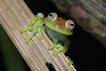 Polka-dot Treefrog (Hypsiboas punctatus), Madidi National Park, Bolivia