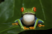 Red-eyed Tree Frog (Agalychnis callidryas) calling, Tortuguero National Park, Costa Rica