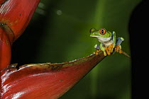 Red-eyed Tree Frog (Agalychnis callidryas) on heliconia, Tortuguero National Park, Costa Rica