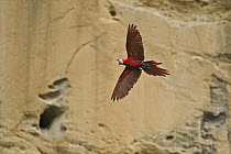 Red and Green Macaw (Ara chloroptera) flying near clay lick, Tuichi River, Bolivia
