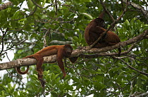 Bolivian Red Howler Monkey (Alouatta sara) resting in a tree, Lake Chalalan, Madidi National Park, Bolivia