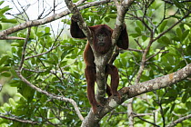 Bolivian Red Howler Monkey (Alouatta sara) resting in a tree, Lake Chalalan, Madidi National Park, Bolivia