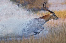 Lechwe (Kobus leche) running through water, Okavango Delta, Botswana