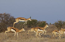 Springbok (Antidorcas marsupialis) leaping in pronking display, Kalahari Game Reserve, Botswana