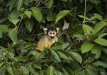 Bolivian Squirrel Monkey (Saimiri boliviensis), Chalalan, Madidi National Park, Bolivia