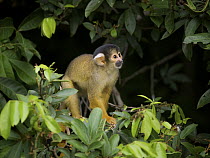 Bolivian Squirrel Monkey (Saimiri boliviensis) feeding, Chalalan, Madidi National Park, Bolivia