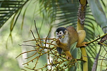 Black-crowned Central American Squirrel Monkey (Saimiri oerstedii) eating figs, Pavones, Costa Rica