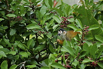Black-crowned Central American Squirrel Monkey (Saimiri oerstedii) foraging for berries, Pavones, Costa Rica