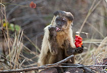 Brown Capuchin (Cebus apella) eating a Cashew (Anacardium occidentale) fruit, Piaui, Brazil