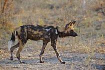 African Wild Dog (Lycaon pictus) prowling, Kwando Lagoon Camp, Linyanti Swamp, Botswana