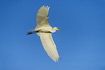 Great Egret (Ardea alba) flying, Little Saint Simon's Island, Georgia