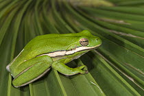 Green Tree Frog (Hyla cinerea), Little Saint Simon's Island, Georgia