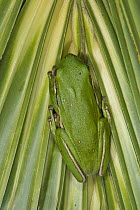 Green Tree Frog (Hyla cinerea), Little Saint Simon's Island, Georgia