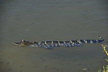 American Alligator (Alligator mississippiensis) young, Little Saint Simon's Island, Georgia