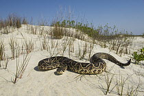 Eastern Diamondback Rattlesnake (Crotalus adamanteus) on sand dunes, Little Saint Simon's Island, Georgia