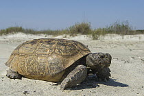 Florida Gopher Tortoise (Gopherus polyphemus), Orianne Indigo Snake Preserve, Georgia