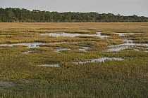 Salt marsh, Little Saint Simon's Island, Georgia