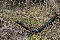 Eastern Racer (Coluber constrictor), Little Saint Simon's Island, Georgia