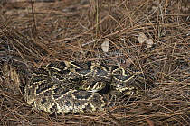 Eastern Diamondback Rattlesnake (Crotalus adamanteus), Little Saint Simon's Island, Georgia
