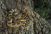 Louisiana Pinesnake (Pituophis ruthveni), Orianne Indigo Snake Preserve, Georgia