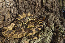 Louisiana Pinesnake (Pituophis ruthveni) camouflaged against tree bark, Orianne Indigo Snake Preserve, Georgia