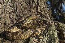 Louisiana Pinesnake (Pituophis ruthveni) in defensive posture, Orianne Indigo Snake Preserve, Georgia