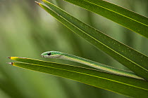 Rough Green Snake (Opheodrys aestivus), Little Saint Simon's Island, Georgia