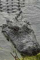 American Alligator (Alligator mississippiensis), Little Saint Simon's Island, Georgia