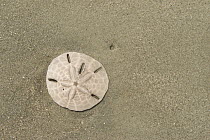 Sand Dollar (Echinarachnius parma) shell on beach, Little Saint Simon's Island, Georgia