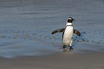 Black-footed Penguin (Spheniscus demersus) coming ashore, False Bay, Western Cape, South Africa