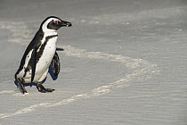 Black-footed Penguin (Spheniscus demersus) walking on beach, False Bay, Western Cape, South Africa