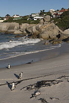 Black-footed Penguin (Spheniscus demersus) group coming ashore near homes, False Bay, Western Cape, South Africa