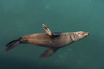 Cape Fur Seal (Arctocephalus pusillus), Hout Bay, Western Cape, South Africa