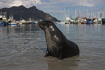 Cape Fur Seal (Arctocephalus pusillus) near harbor, Hout Bay, Western Cape, South Africa