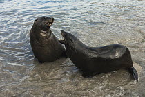 Cape Fur Seal (Arctocephalus pusillus) males fighting, Hout Bay, Western Cape, South Africa