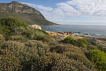 Fynbos vegetation, Sandy Bay, Karbonkelberg, Table Mountain National Park, Western Cape, South Africa