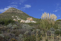 Fynbos vegetation, Sandy Bay, Karbonkelberg, Table Mountain National Park, Western Cape, South Africa