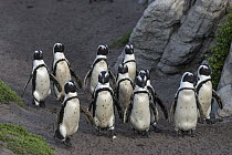 Black-footed Penguin (Spheniscus demersus) group, Betty's Bay, Western Cape, South Africa
