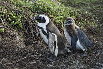 Black-footed Penguin (Spheniscus demersus) parent and molting chick, Betty's Bay, Western Cape, South Africa