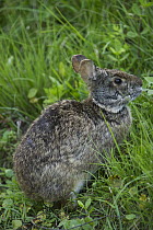 Marsh Rabbit (Sylvilagus palustris), Little Saint Simon's Island, Georgia