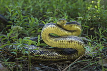 Yellow Rat Snake (Elaphe obsoleta quadrivittata) in defensive posture, Little Saint Simon's Island, Georgia