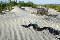 Indigo Snake (Drymarchon corais) on sand dunes, Georgia