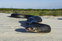 Indigo Snake (Drymarchon corais) on sand dunes, Georgia