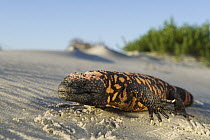 Gila Monster (Heloderma suspectum) on sand dune, native to North America