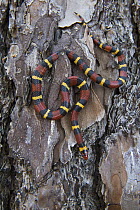 Milk Snake (Lampropeltis triangulum) on tree bark, Georgia