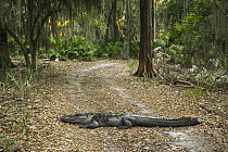 American Alligator (Alligator mississippiensis) on road, Little Saint Simon's Island, Georgia