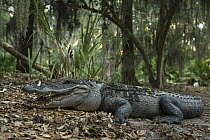 American Alligator (Alligator mississippiensis) in defensive posture, Little Saint Simon's Island, Georgia