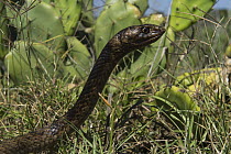 Coachwhip (Masticophis flagellum) snake, Little Saint Simon's Island, Georgia