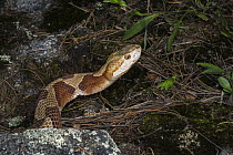 Copperhead (Agkistrodon contortrix) snake, northern Georgia
