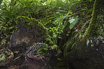 Spotted Salamander (Ambystoma maculatum) in forest, Orianne Indigo Snake Preserve, Georgia